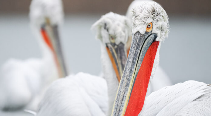Donaudelta im Winter – Auf Fototour zu Goldschakalen und Pelikanen