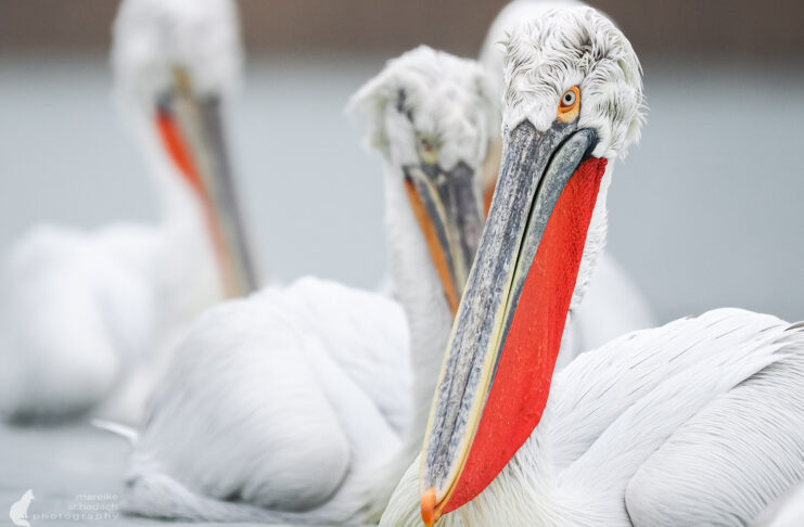 Donaudelta im Winter – Auf Fototour zu Goldschakalen und Pelikanen