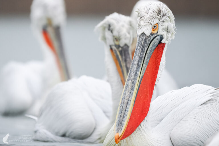 Donaudelta im Winter – Auf Fototour zu Goldschakalen und Pelikanen
