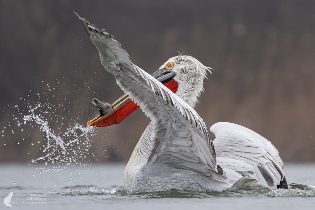 Krauskopfpelikan im Winter im Donaudelta