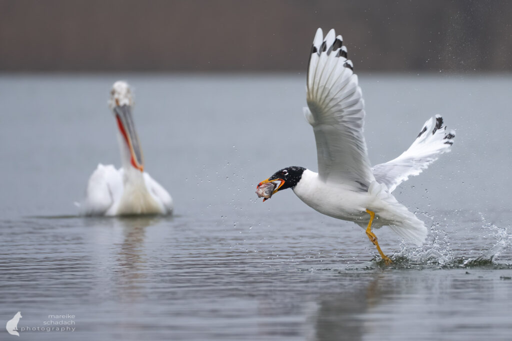 Pallasmöve im Winter im Donaudelta