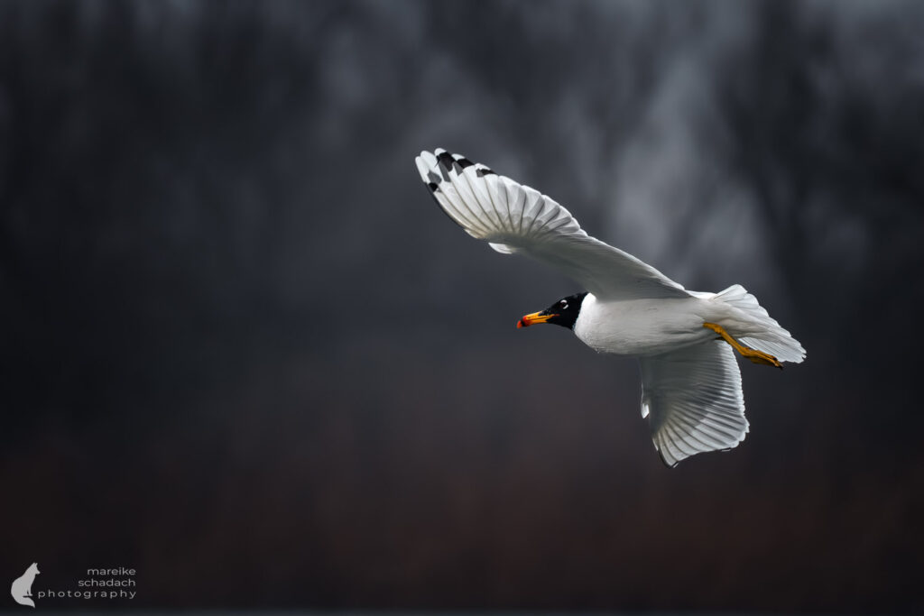 Pallasmöwe im Donaudelta