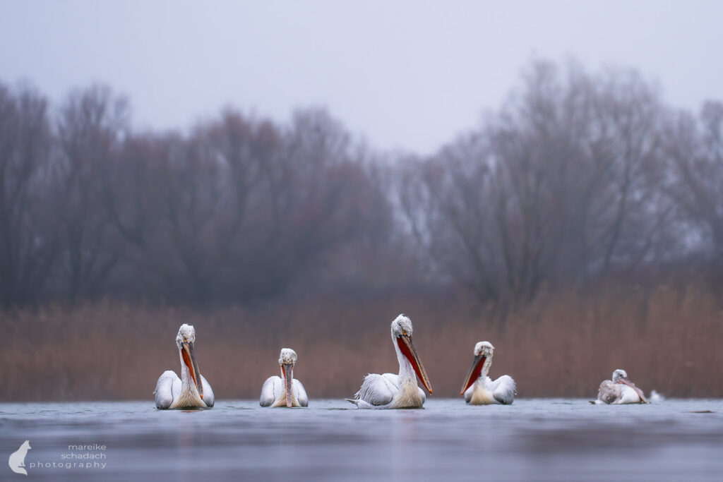 Krauskopfpelikane im Winter im Donaudelta