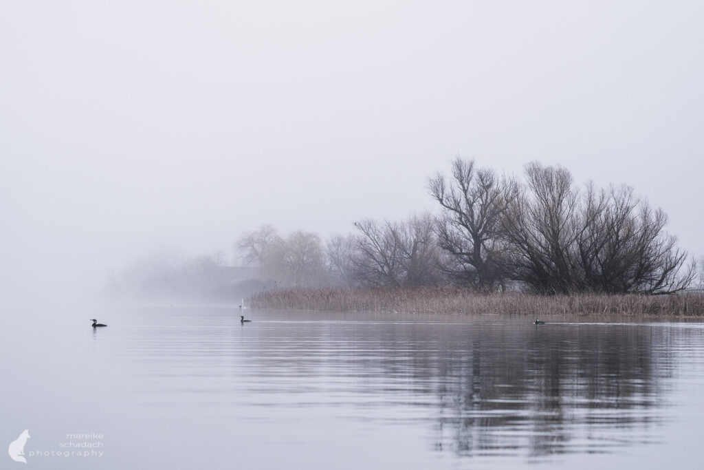 Winter im Donaudelta