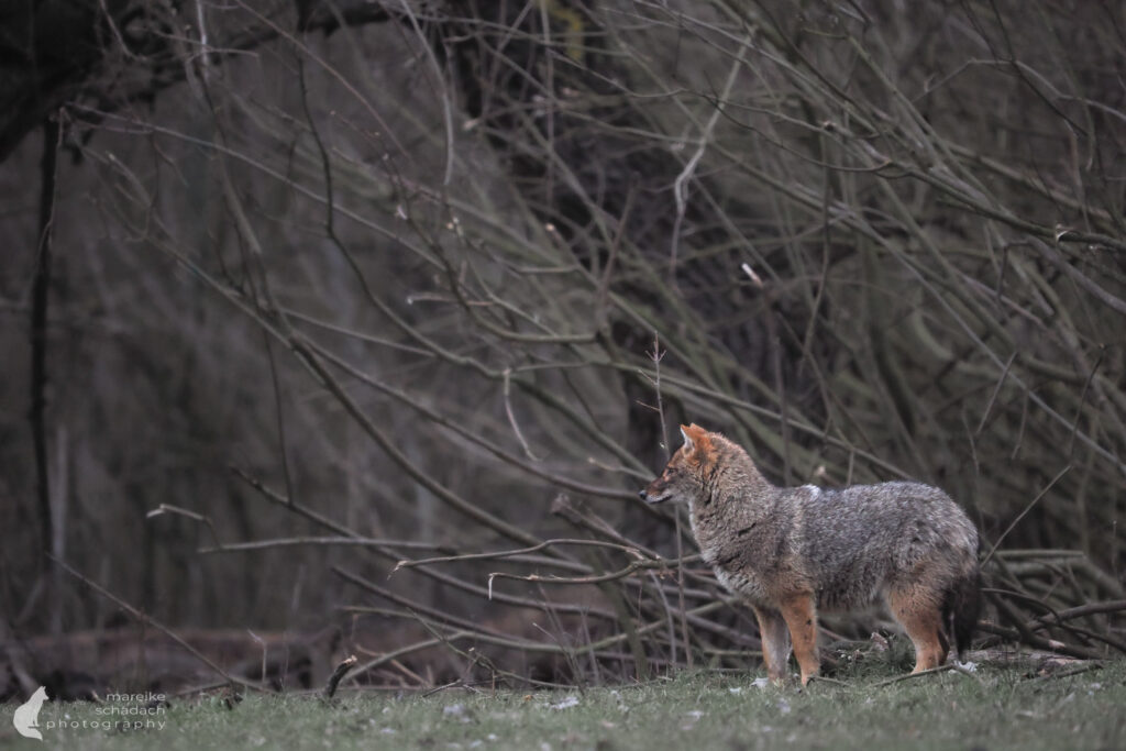 Goldschakal im Donaudelta
