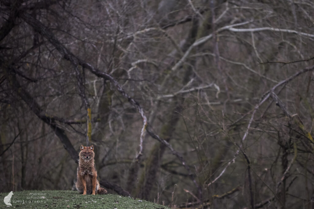 Goldschakal im Donaudelta