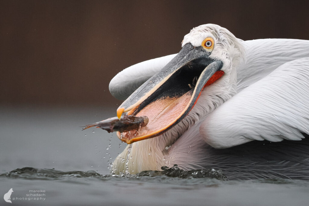 Krauskopfpelikan mit Fisch im Winter im Donaudelta