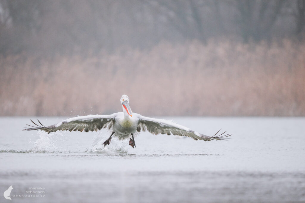 Landender Krauskopfpelikan im Winter im Donaudelta