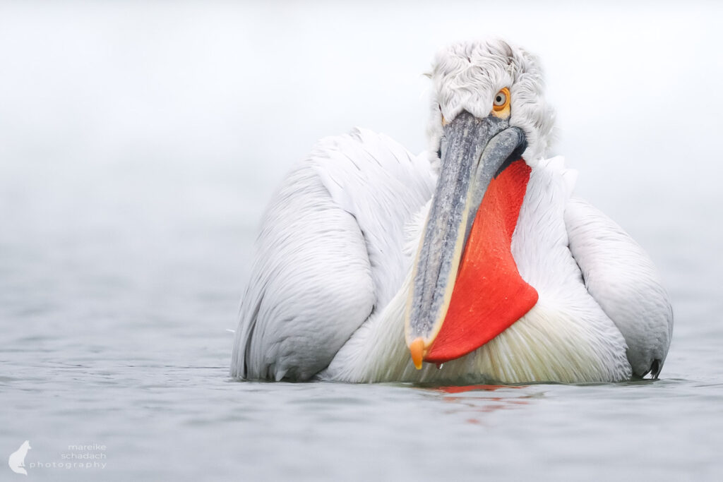 Krauskopfpelikan im Winter im Donaudelta