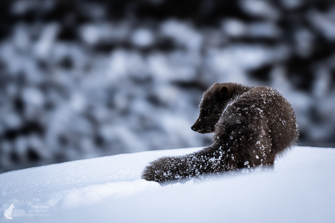 Polarfüchse in Islands Naturreservat Hornstrandir – Ein Wintermärchen mit Pelz