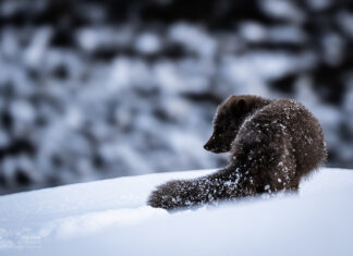 Arctic Foxes in Iceland's Hornstrandir Nature Reserve – A Winter Fairy Tale with Fur Polarfüchse in Islands Naturreservat Hornstrandir – Ein Wintermärchen mit Pelz